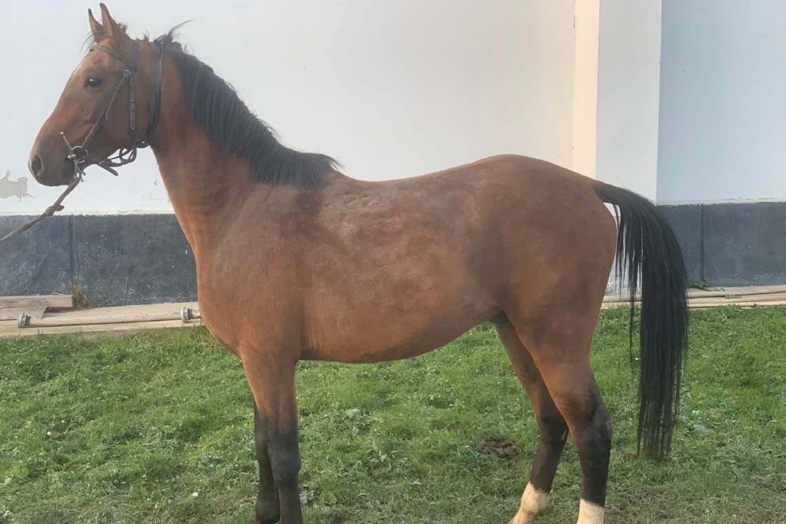 Doi armăsari frați de tată, cei mai scumpi cai scoși la licitație de Romsilva, săptămâna viitoare